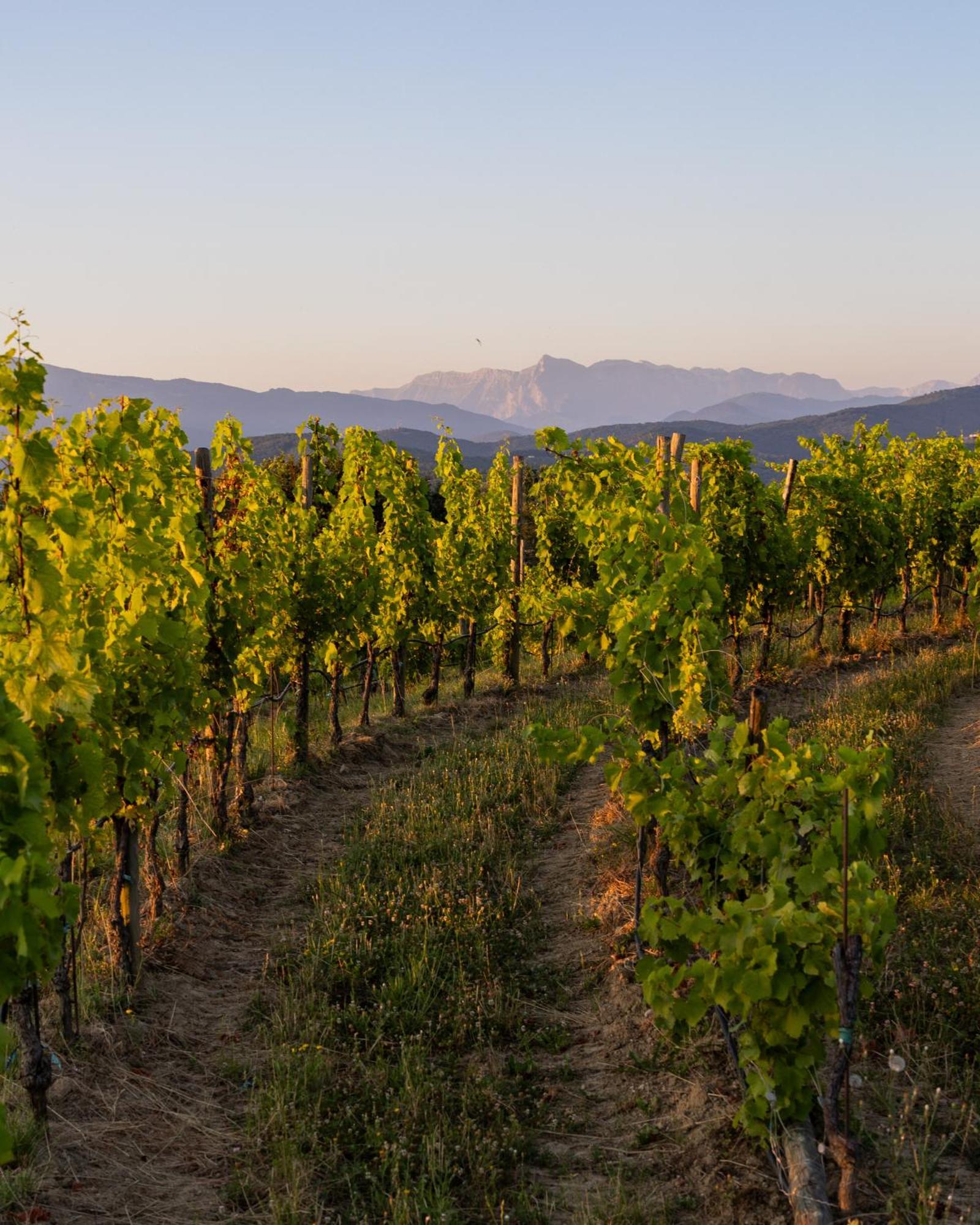 Tenuta Perusini Corno di Rosazzo Buitenkant foto