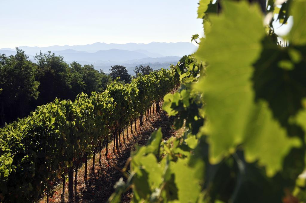 Tenuta Perusini Corno di Rosazzo Buitenkant foto